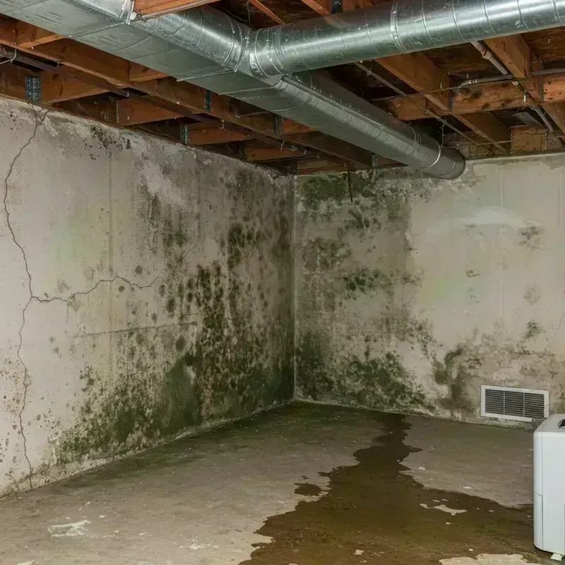 Professional Mold Removal in Oran, MO